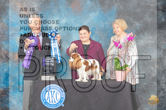 Cavalier King Charles Spaniel #32 Fri2 WB Judge Ted W Eubank_JP_0227_ToyHstn2023_HR3