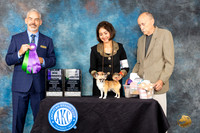 Chihuahua Long Coat #32 Fri2 BBEWBM Judge Dale Martensen
