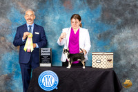 Chihuahua Smooth #J804 Fri2 BJr Judge Dale Martensen