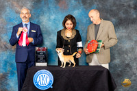 Chihuahua Smooth Coat #25 Fri2 BOS Judge Dale Martensen
