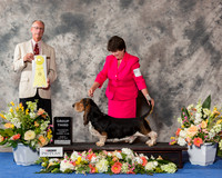 Basset Hound #5 Sun G3
