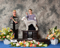 Bedlington Terrier #5 Sun BOB