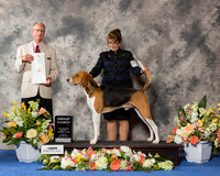 American Fox Hound #5 Sun G4