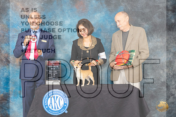 Chihuahua Smooth Coat #25 Fri2 BOS Judge Dale Martensen_JP_0150_ToyHstn2023_HR3