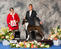 Boxer #J104 Sun RBJ