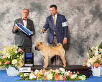 Chinese Shar Pei #12 Sun G1