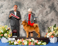 Finnish Spitz #7 Sun G2