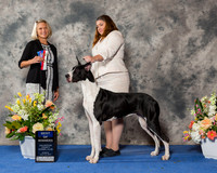Great Dane #20 Sun BOW