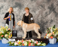 Spinone Italiano #7 Sun BOB NC Maj