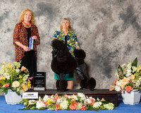 Standard Poodle #16 Sun BOW NC
