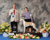 Whippet #11 Sun BOW Maj