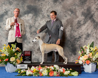 Whippet #9 Sun G2