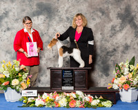Wire Fox Terrier #6 Sun OH G1