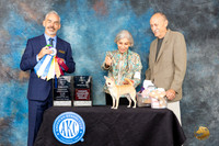 Chihuahua Smooth Coat #5 Fri2 BOWMBPupOHBOB Judge Dale Martensen