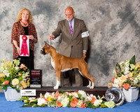 Boxer #6 Sun G2
