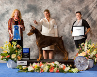 Doberman Pinscher #17 Sun G1