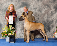 Great Dane #5 Sun G4