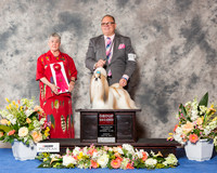 Shih Tzu #11 Sun G2