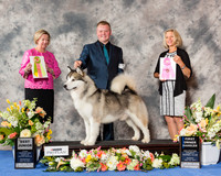 Alaskan Malamute #9 Wed Sun OH G1 BJ