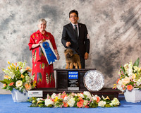 Affenpinscher #6 Sun G1