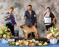 Chinese Shar Pei #12 Sun RBiS