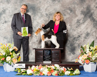 Wire Fox Terrier #6 Sun OH RBiS