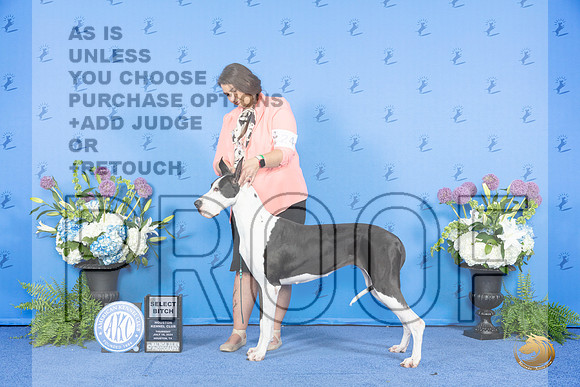 Great Dane #24 THUR SB Judge Nancy Liebes__JP_7973_Houston_2024_HR3
