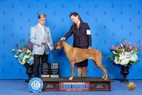 Rhodesian Ridgeback #32 SAT SB NBGC Judge Douglas Johnson