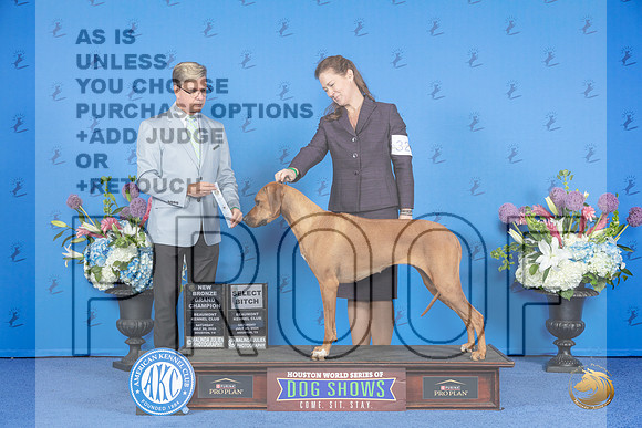 Rhodesian Ridgeback #32 SAT SB NBGC Judge Douglas Johnson__JP_9653_Houston_2024_HR3