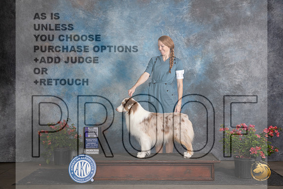 Australian Shepherd #11 Sat WDMCH Judge Polly (Mrs Robert) D Smith__JP_5339_San Antonio_2024_HR3