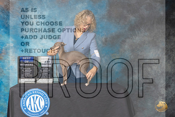 Italian Greyhound  #7 SAT WD BOW BBBE   Judge Linda Hurlebaus _JP_0405_ToyHstn2023_HR3