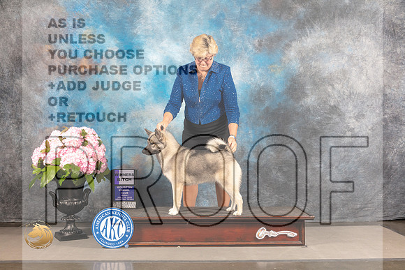 Norwegian Elkhound #8 FRI WB Judge Barbara Alderman_MJ_5679_Houston_2022_HR3