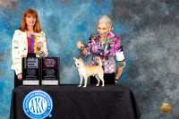 Chihuahua #5 Sat WDBOW BOBOH Judge Linda Hurlebaus
