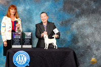 Chihuahua #6 Sat BOS BBBE Judge Linda Hurlebaus