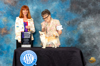 Chihuahua Long Coat #20 Sat WB Judge Linda Hurlebaus