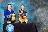 Chihuahua Long Coat Sat #J801 BJ Judge Kimberly Bettandorff
