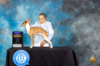 Italian Greyhound #9 Sat BOB Judge Linda Hurlebaus