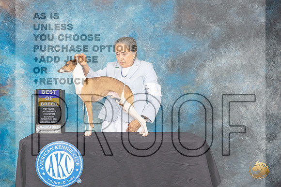Italian Greyhound #9 Sat BOB Judge Linda Hurlebaus_JP_0470_ToyHstn2023_HR3