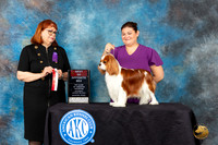Cavalier King Charles Spaniel #25 Sat BOS Judge Gwendolyn Wells