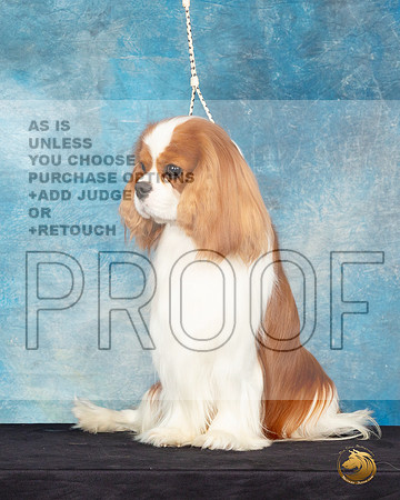 Cavalier King Charles Spaniel #25 Sat Headshot_JP_0618_ToyHstn2023_HR3