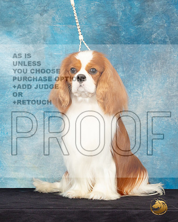 Cavalier King Charles Spaniel #25 Sat Headshot_JP_0617_ToyHstn2023_HR3