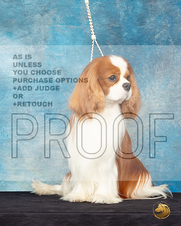 Cavalier King Charles Spaniel #25 Sat Headshot_JP_0621_ToyHstn2023_HR3