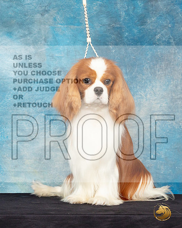 Cavalier King Charles Spaniel #25 Sat Headshot_JP_0622_ToyHstn2023_HR3