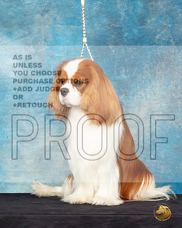 Cavalier King Charles Spaniel #25 Sat Headshot_JP_0628_ToyHstn2023_HR3