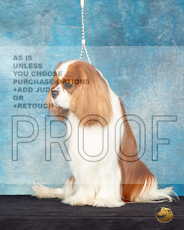 Cavalier King Charles Spaniel #25 Sat Headshot_JP_0631_ToyHstn2023_HR3