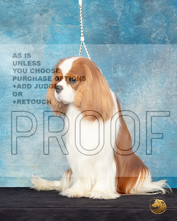 Cavalier King Charles Spaniel #25 Sat Headshot_JP_0629_ToyHstn2023_HR3