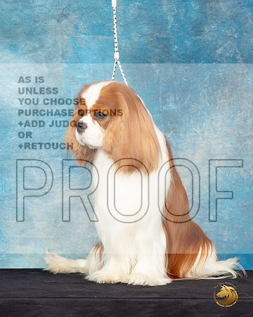 Cavalier King Charles Spaniel #25 Sat Headshot_JP_0630_ToyHstn2023_HR3