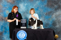 Cavalier King Charles Spaniel #26 Sat SB Judge Gwendolyn Wells