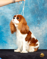 Cavalier King Charles Spaniel #32 Sat Headshot