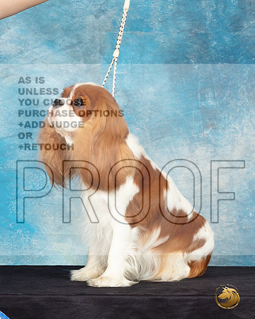 Cavalier King Charles Spaniel #32 Sat Headshot_JP_0637_ToyHstn2023_HR3